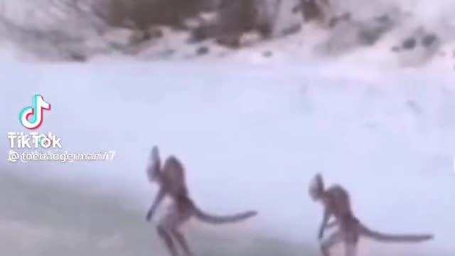 Creepy two aliens running in the snow