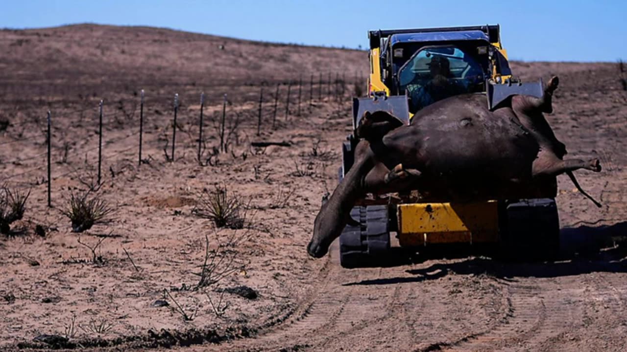 Mary Greeley News - Texas Wildfires What We Know About the Fires, Control the Food, Lawsuit