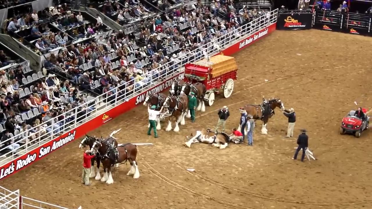 Budweiser Wagon Accident at the SA Rodeo 2023