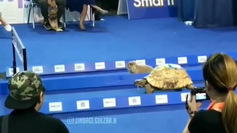 Never Give up
