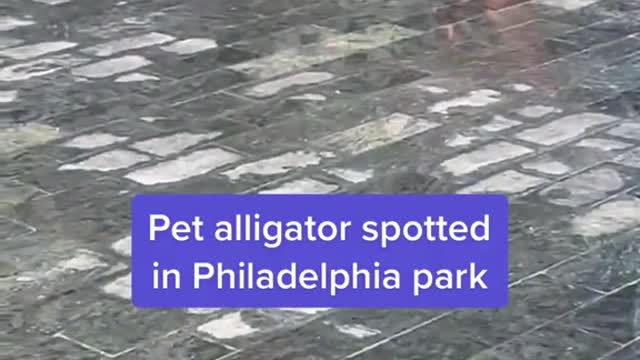 Pet alligator spotted in Philadelphia park