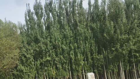 Some special place in Afghanistan