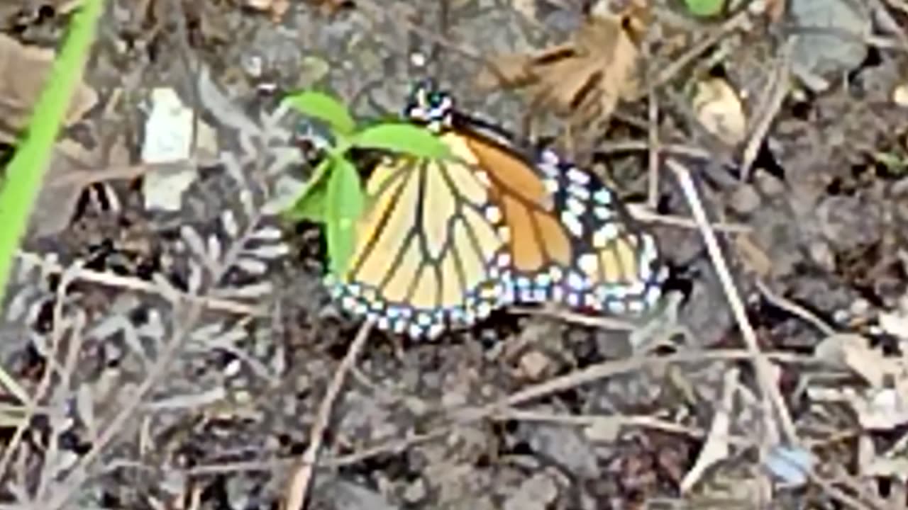 Monarch release first flight