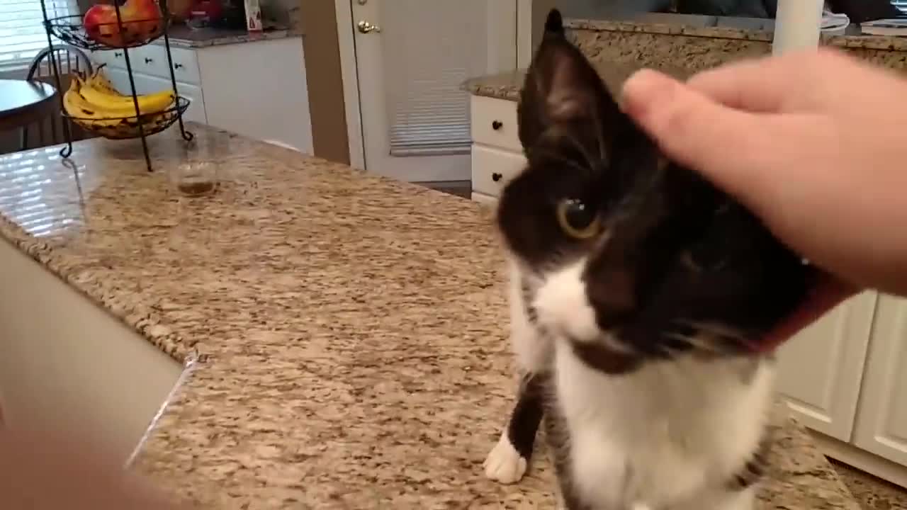 Cat has a crazy deep meow