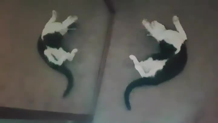 Cat tried a lot that the cat inside the mirror will act differentšš¤£