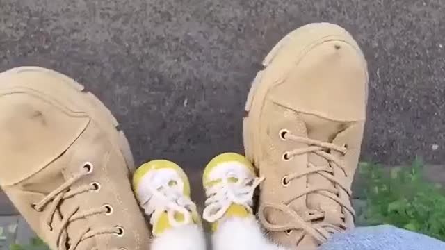 funny videos