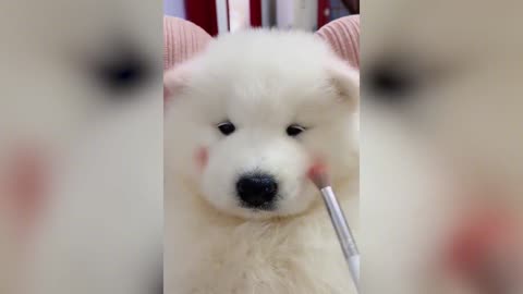 The owner gave the dog a new look