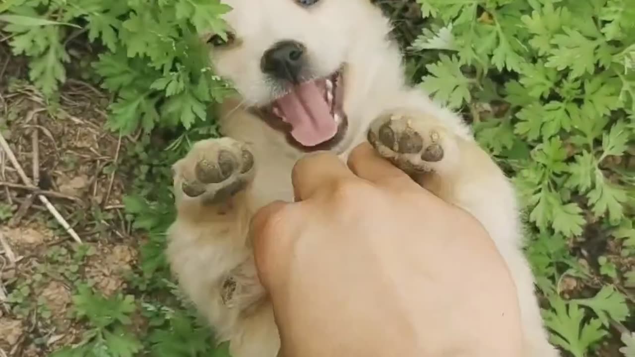 Cute puppy