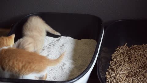 Kitten Goes Poop Standing Up !