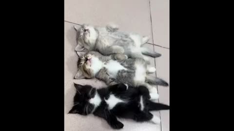 Cute baby animals Videos Compilation cute moment of the animals - Cutest Animals #45