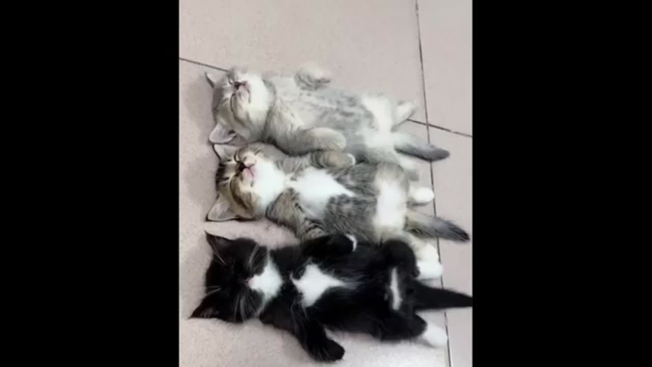 Cute baby animals Videos Compilation cute moment of the animals - Cutest Animals #45