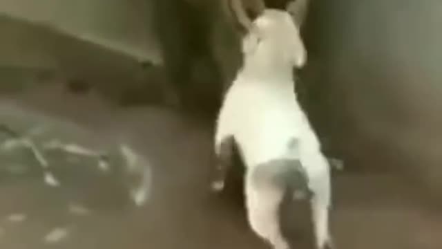 unbelievable dog fights with tiger