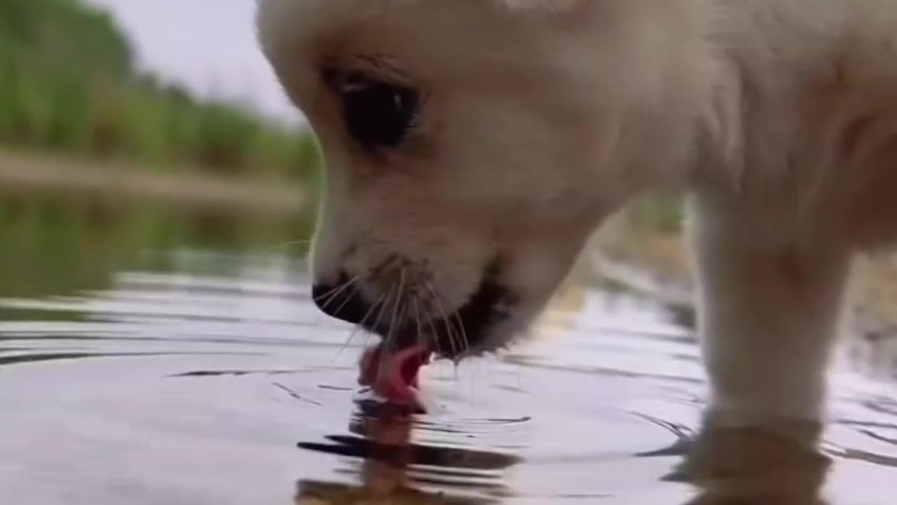 How dogs drink water ??? Let's see !!!!...