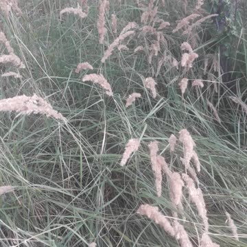 Feather grass in the garden