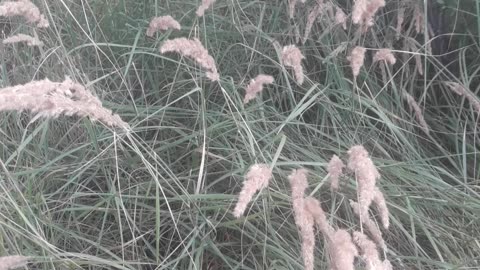 Feather grass in the garden