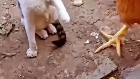 Cat vs Chick