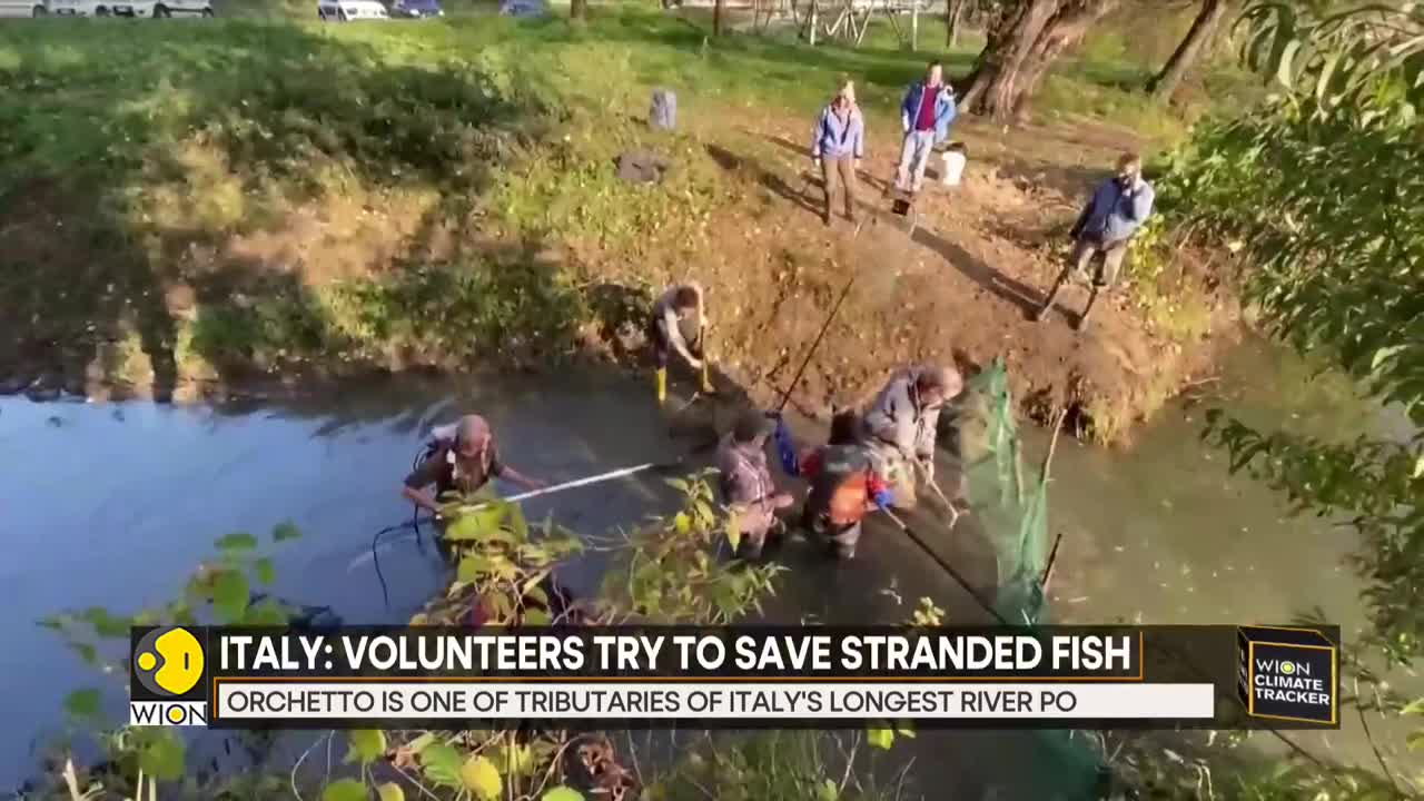 WION Climate Tracker | Italy: Fish starved from lack of oxygen