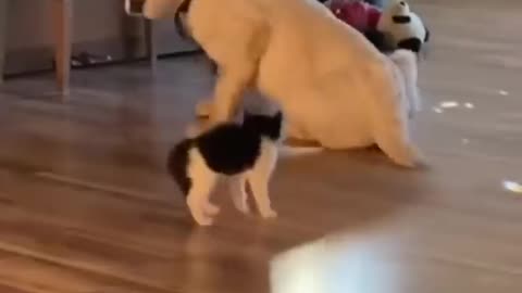 cute moment dogs and cats