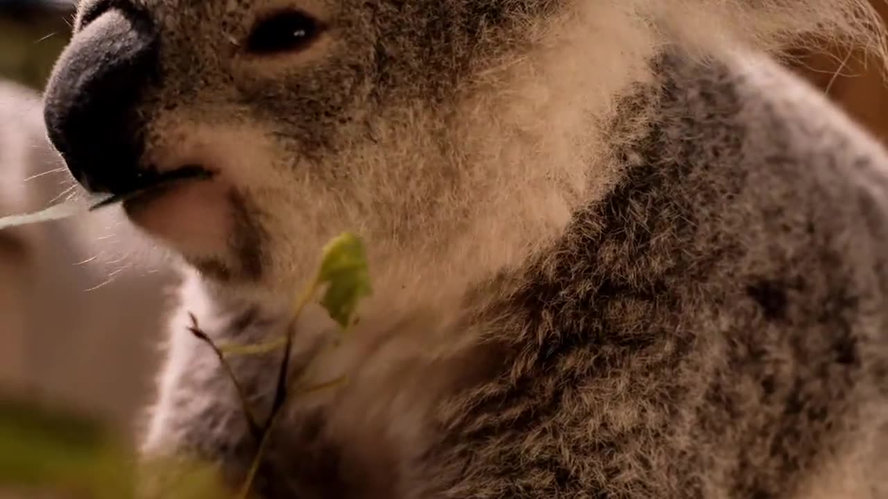 CUTE ANIMAL EATING VIDEO