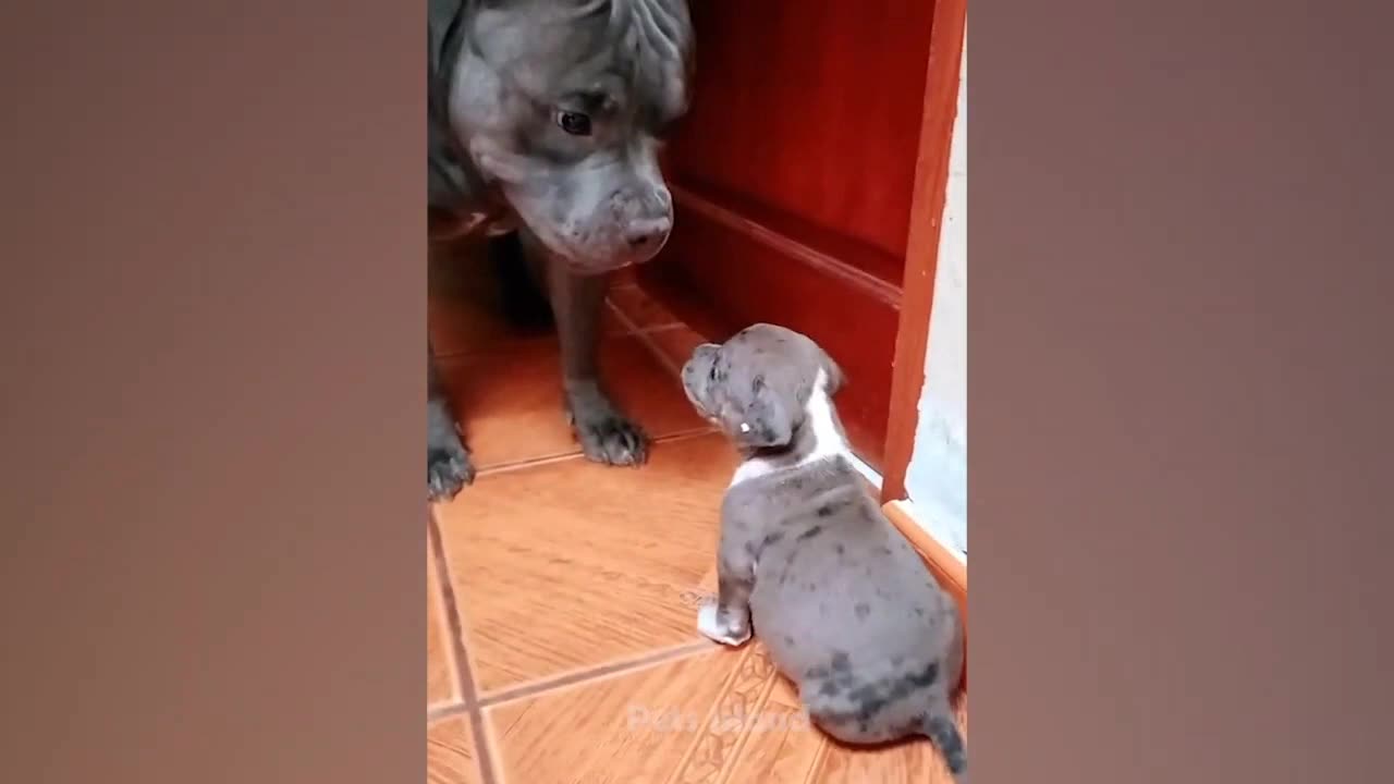 Dog Reaction --- Watch These Funny Dogs Scared Weird Things