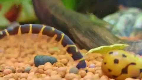 Aquarium fish video