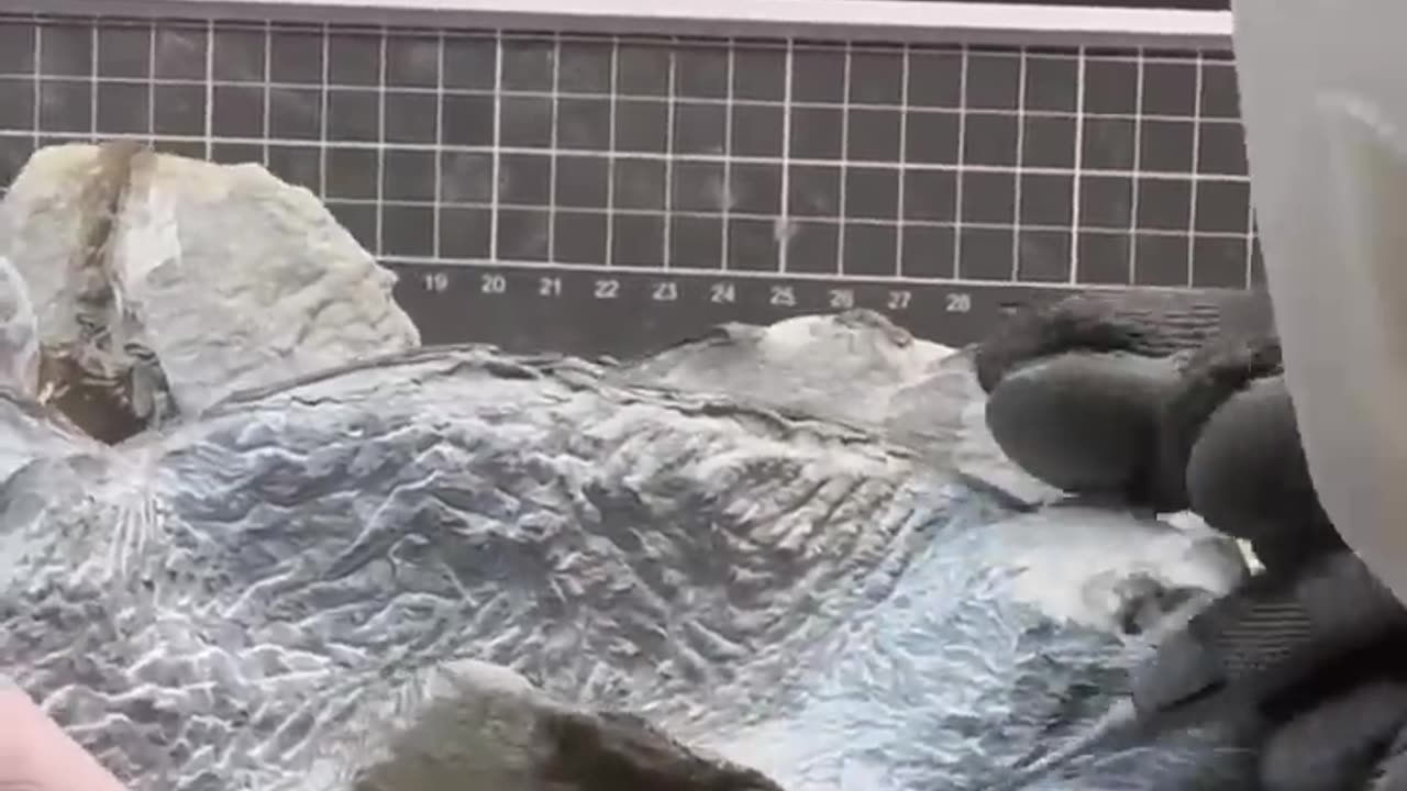 5 months of work to reveal this fossil penguin
