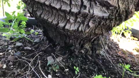 Butia rodent damage