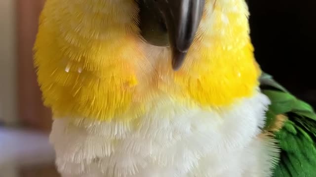 Parrot with the cutest voice ever …. You have to listen!