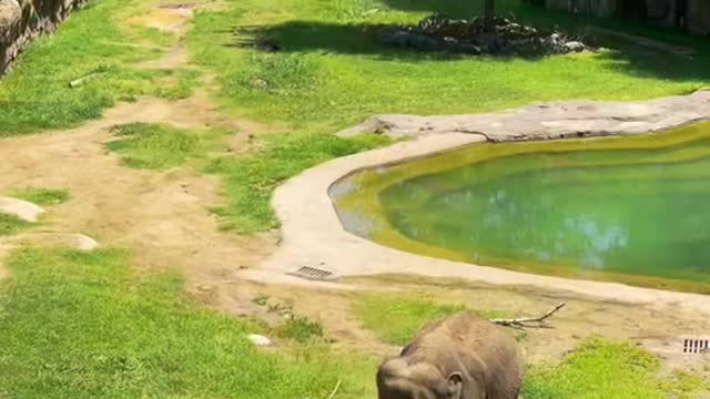 What a day at the Smithsonian Zoo in DC looks like