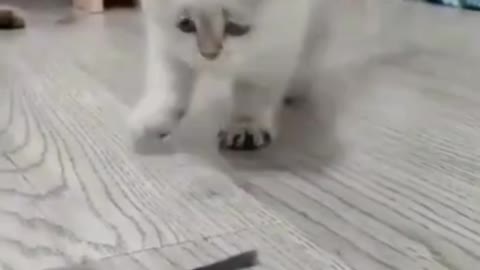 A Cat Scared with a Rat Funny Cat Video