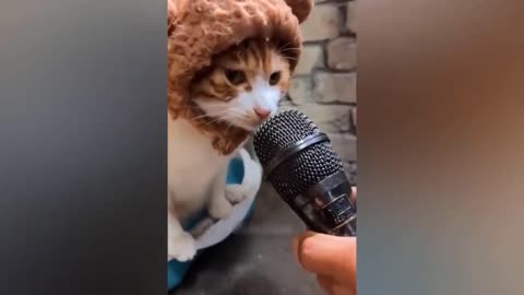 FUNNY CATS VIDEOS 🤣😂😂😂😃