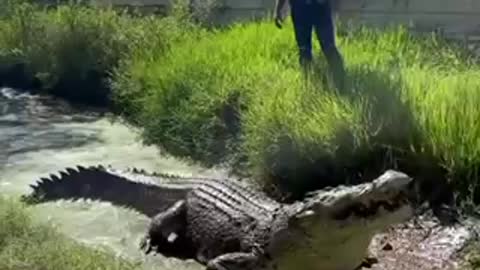 How is crocodile jumping