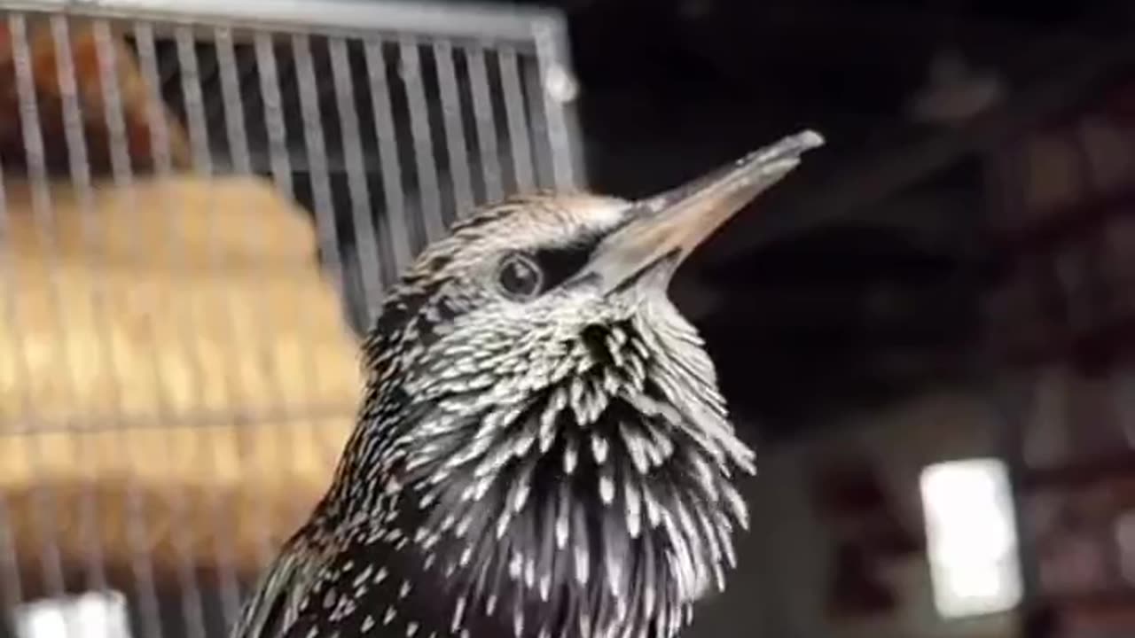 🐦 Awesome Bird Sounds 🎶🎵