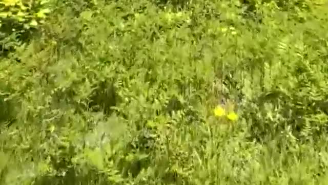 Going up the mountain to pick wild vegetables, it's a pity it's out of season