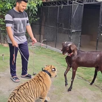 Goat vs tiger ! Great have no fear from tiger..