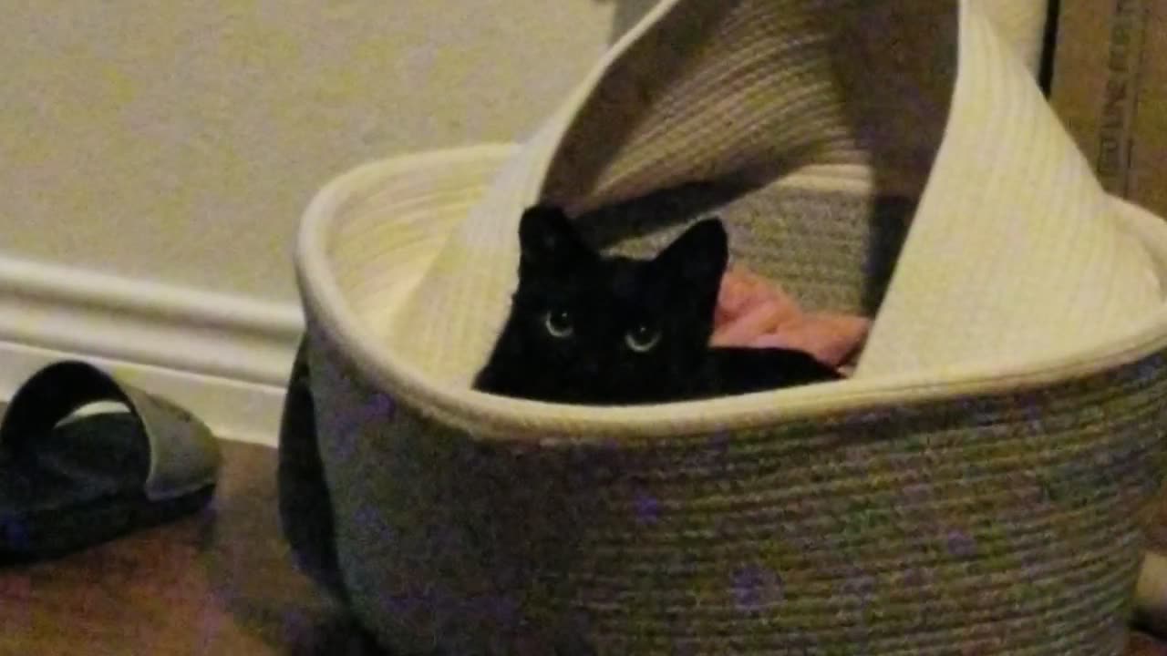 20241215 212241 Tux In Renovated Basket