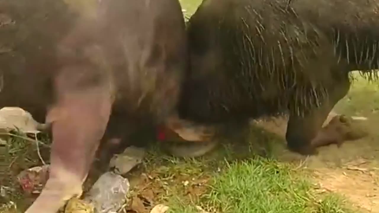 Carabao Fight
