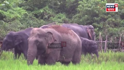 Elephant terror in Dudhnoi ज Services | n18v