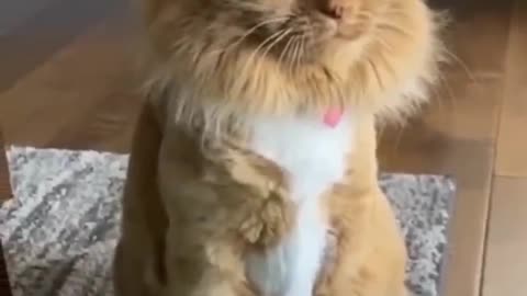 Cat video full masti 🤣🤣😆😃😁😆