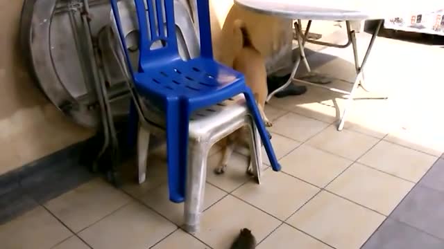 dog fight with mouse