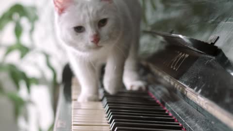 little piano player🥰🥰🥰