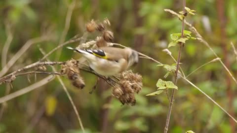 Birds Breeding Season