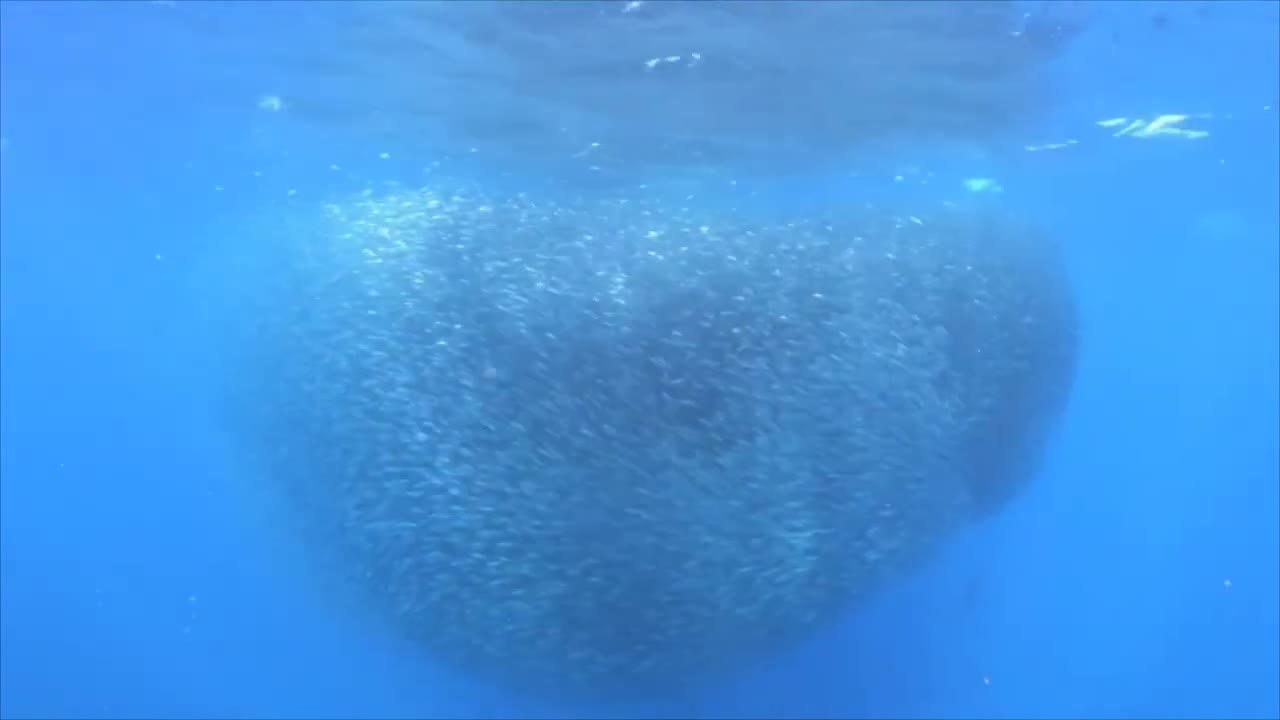 Thousands of Sardines Shoal Together for Protection