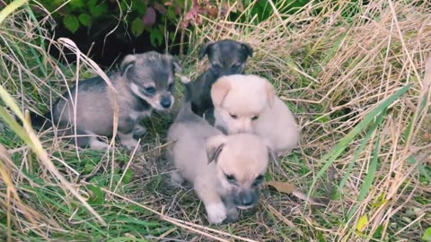 Abandoned Puppies after meeting with us got a new home!