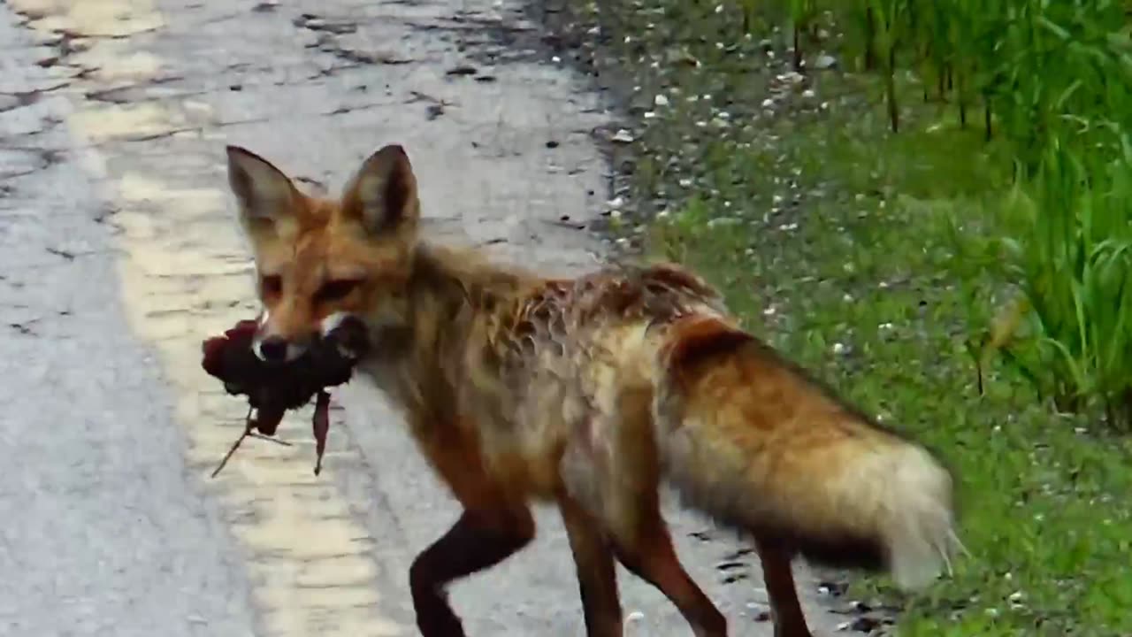 Roadside Red Fox