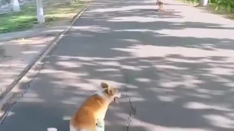 Corgi on a skateboard