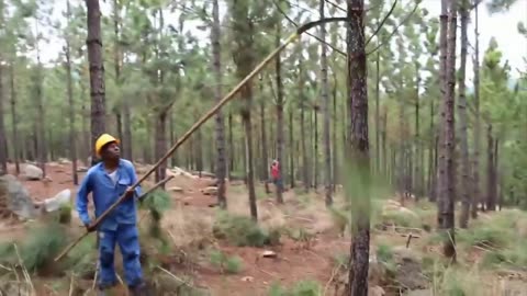 Pine Cone Harvesting Machine - Pine Tree Cultivation Technology - Pine Nut Processing in Factory