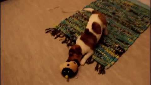 Cat meeting the puppies for the first time