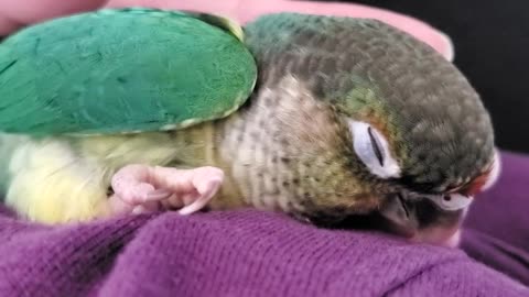 Baby Bird Mode Activated- Green Cheek Conure