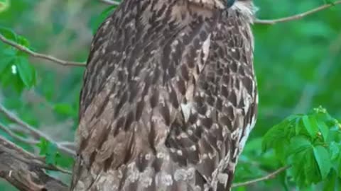 Real addition owl